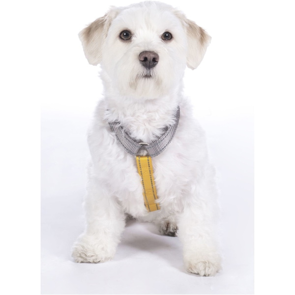 Hkm Nylon Hundegeschirr 13730 - Taupe / Gelbgold